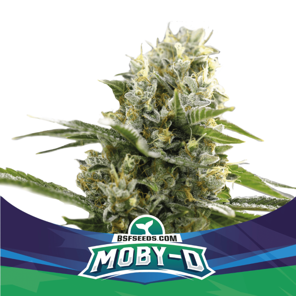 Moby-D Málaganjah Colombia Semilla Autofloreciente
