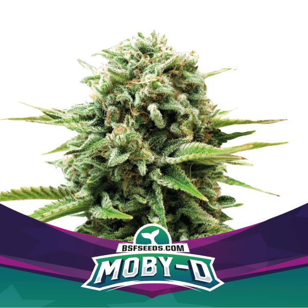 Moby-D Málaganjah Colombia Semilla Feminizada
