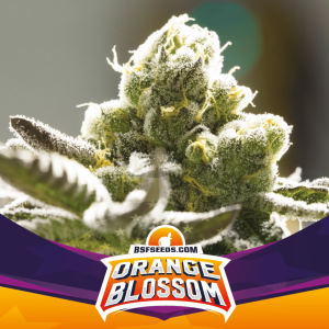 Orange Blossom Málaganjah Cannabis Colombia