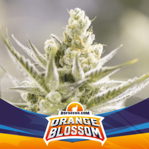 Orange Blossom Málaganjah Cannabis Colombia BSF SEEDS