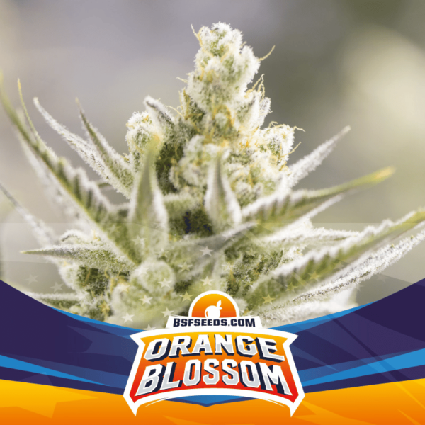 Orange Blossom Málaganjah Cannabis Colombia BSF SEEDS