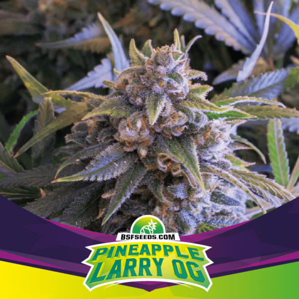 Pineapple Larry Og Málaganjah Colombia