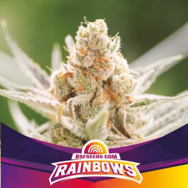 Rainbows Málaganjah Colombia