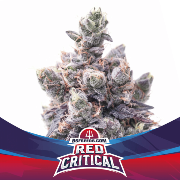 Red Critical Málaganjah Colombia