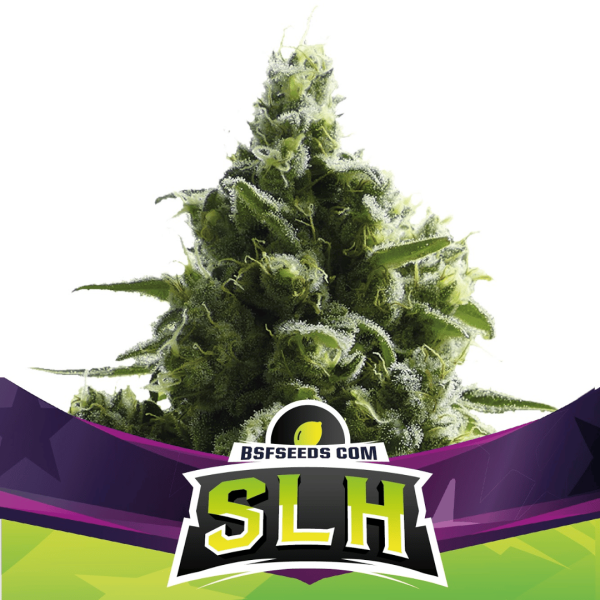 Super Lemon Haze Málaganjah Colombia BSF SEEDS