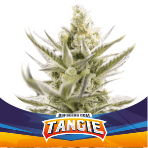 Tangie Málaganjah Colombia Auto