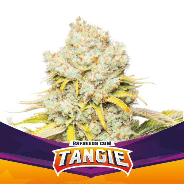 Tangie Málaganjah Colombia Fem