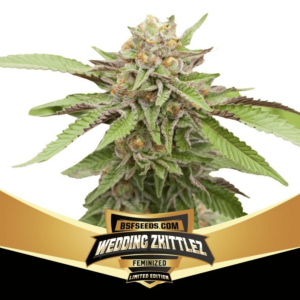 Wedding Zkittlez Málaganjah Colombia