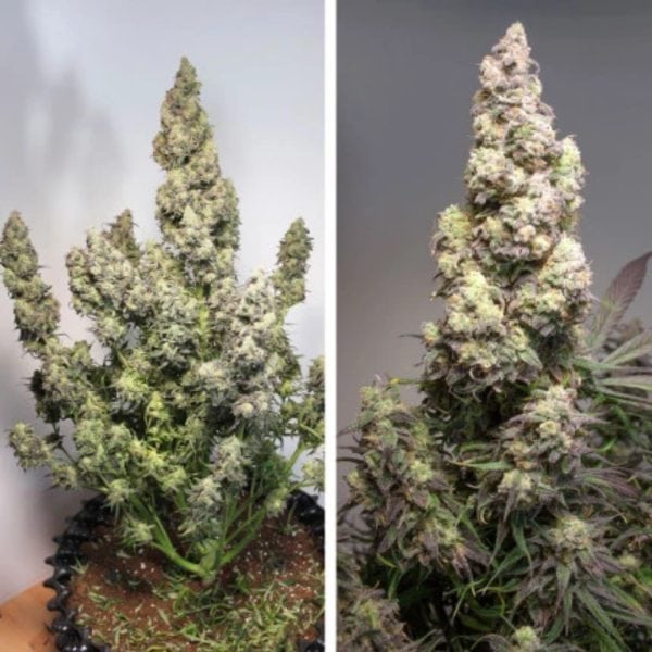 AUTO COLORADO COOKIES DUTCH PASSION MALAGANJAH (2)