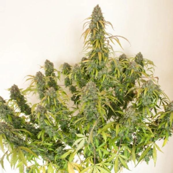 AUTO DAIQUIRI LIME DUTCH PASSION MALAGANJAH (2)