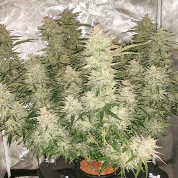 AUTO GLUEBERRY O.G. DUTCH PASSION MALAGANJAH (2)