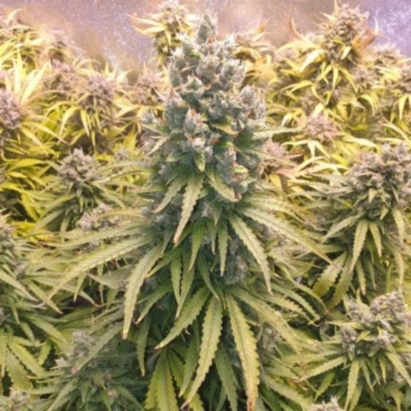 AUTO LEMON KIX DUTCH PASSION MALAGANJAH (2)