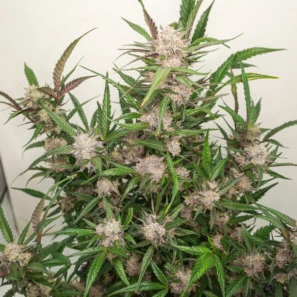 AUTO MIMOSA PUNCH DUTCH PASSION MALAGANJAH (2)