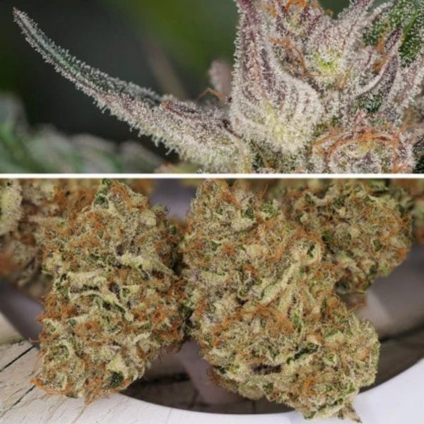 AUTO TRICHOME & CREAM DUTCH PASSION MALAGANJAH (2)