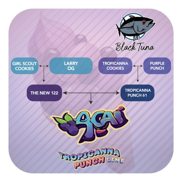 Acai- Black Tuna Málaganjah (3)