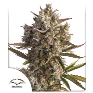 Auto Blueberry Málaganjah Colombia