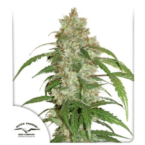 Auto CBD White Widow Málaganjah Dutch Passion (1)
