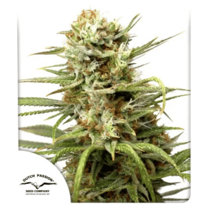 Auto White Widow Dutch Passion Málaganjah (3)