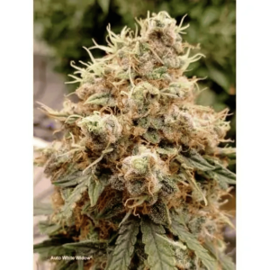 Auto White Widow Dutch Passion Málaganjah