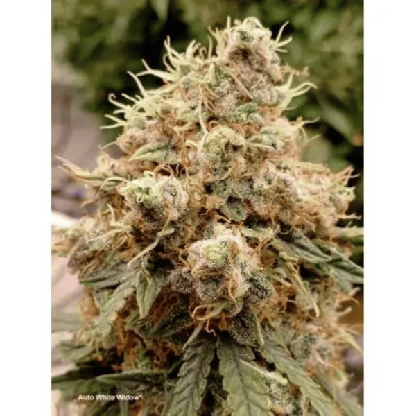 Auto White Widow Dutch Passion Málaganjah