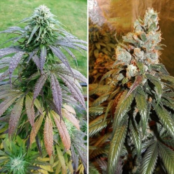 BUBBA ISLAND KUSH DUTCH PASSION MALAGANJAH (2)