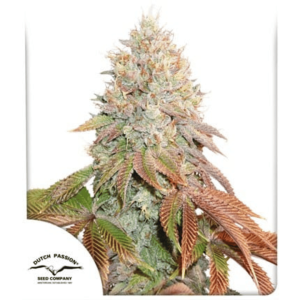 Banana Blaze Semillas Dutch Passion (3)