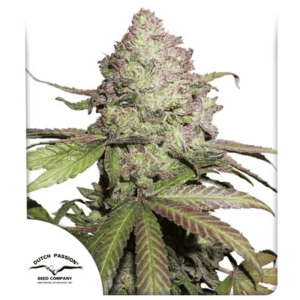 CBD Charlotte’s Angel Málaganjah Colombia