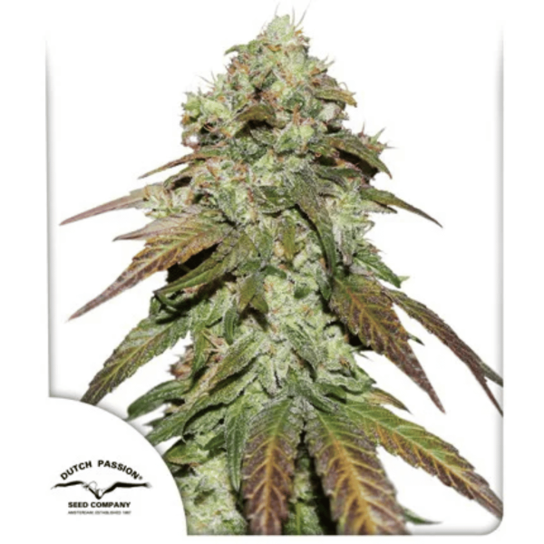Cbd Mazar Dutch Passion