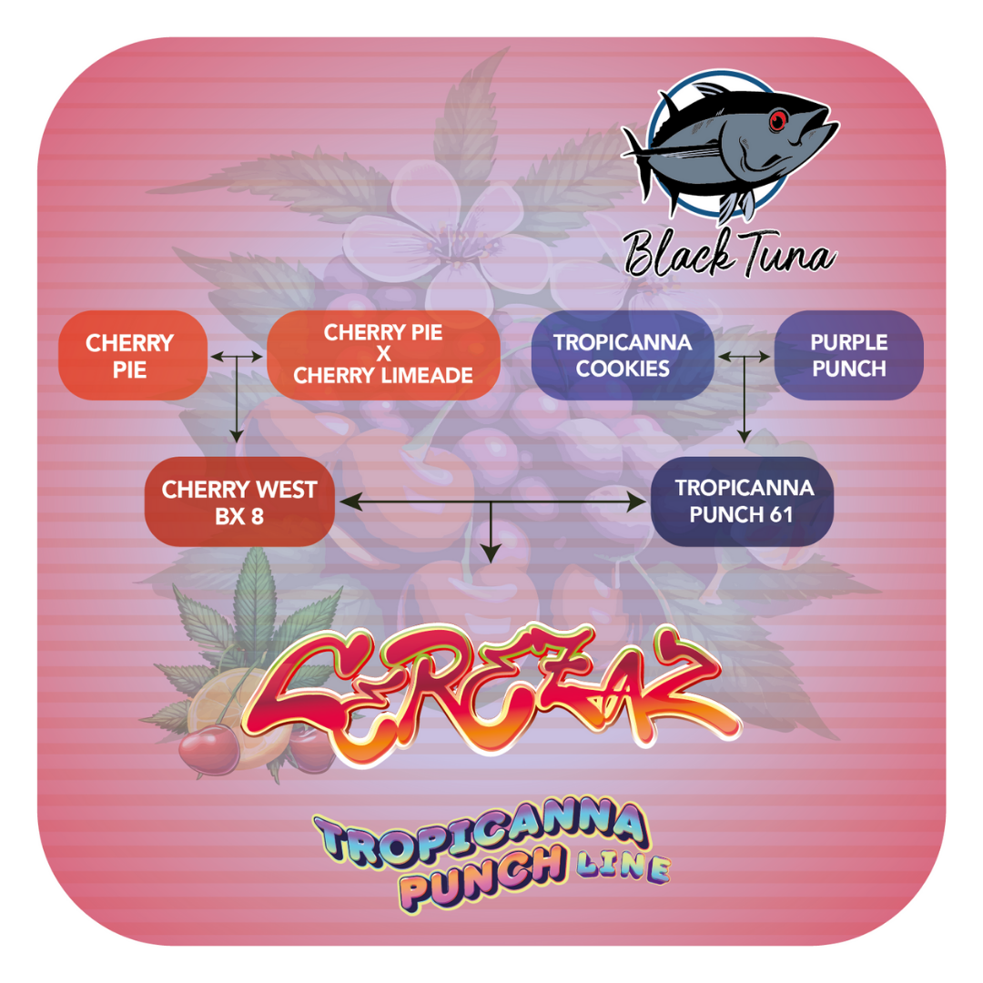 Cerezaz - Black Tuna Málaganjah (3)