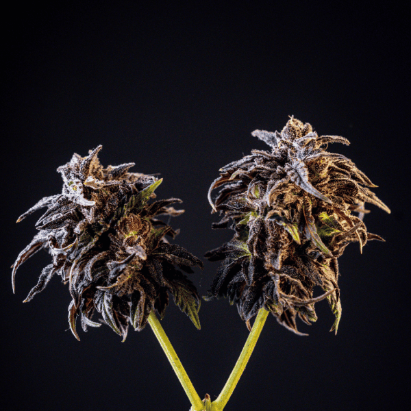 Cerezaz Black Tuna X La Fumilia (1)