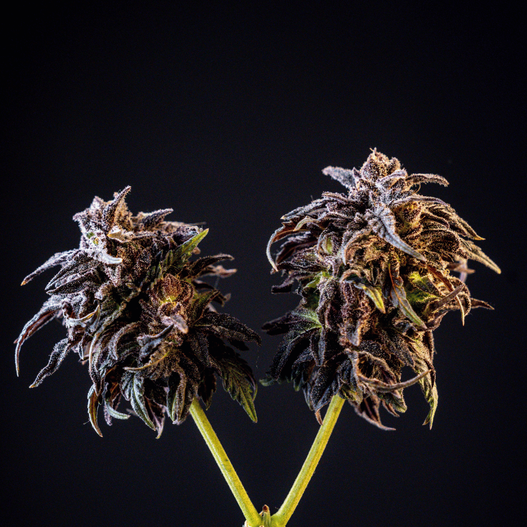 Cerezaz Black Tuna X La Fumilia (1)