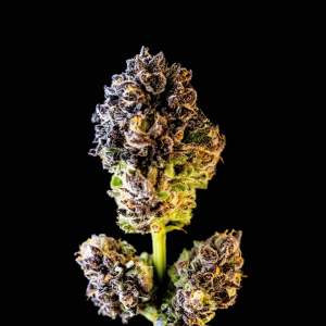 Cerezaz Black Tuna X La Fumilia (2)