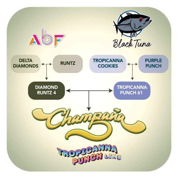 Champaña - Black Tuna Málaganjah (3)