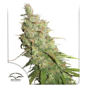 Desfrán Málaganjah Cultivo Marihuana Colombia