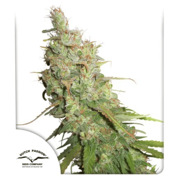 Desfrán Málaganjah Cultivo Marihuana Colombia