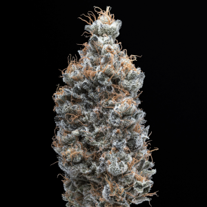 Fig Newtons Málaganjah La Fumilia x Black Tuna (7)