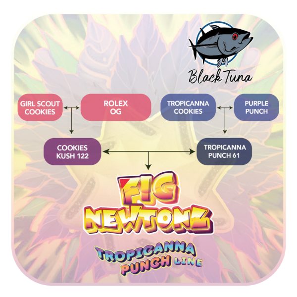 Fig Newtonz - Black Tuna Málaganjah (3)
