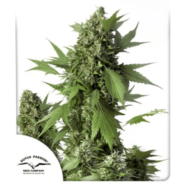 Frisian Duck Auto Málaganjah Colombia