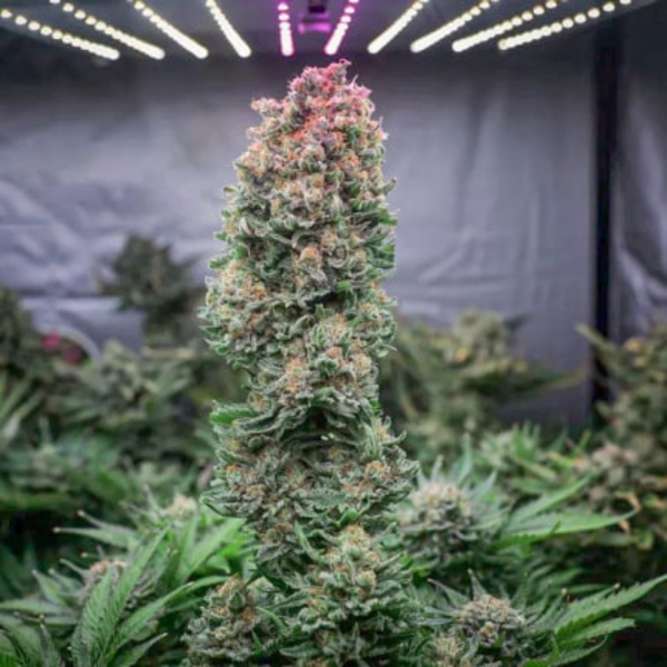 GLUEBERRY O.G.DUTCH PASSION MALAGANJAH (2)