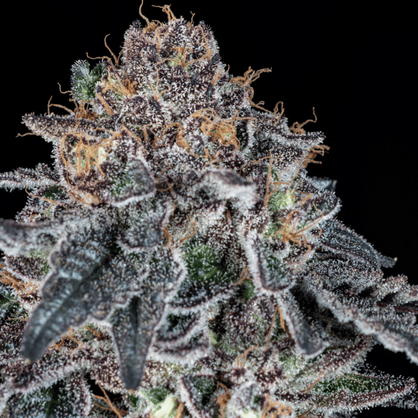 Grape Venom Málaganjah La Fumilia X Black Tuna (2)