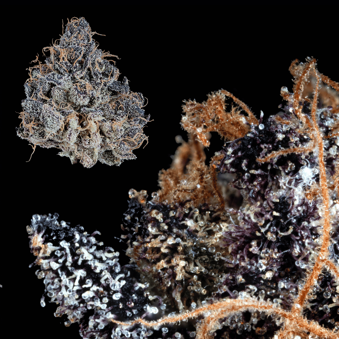 Grape Venom Málaganjah La Fumilia X Black Tuna (3)
