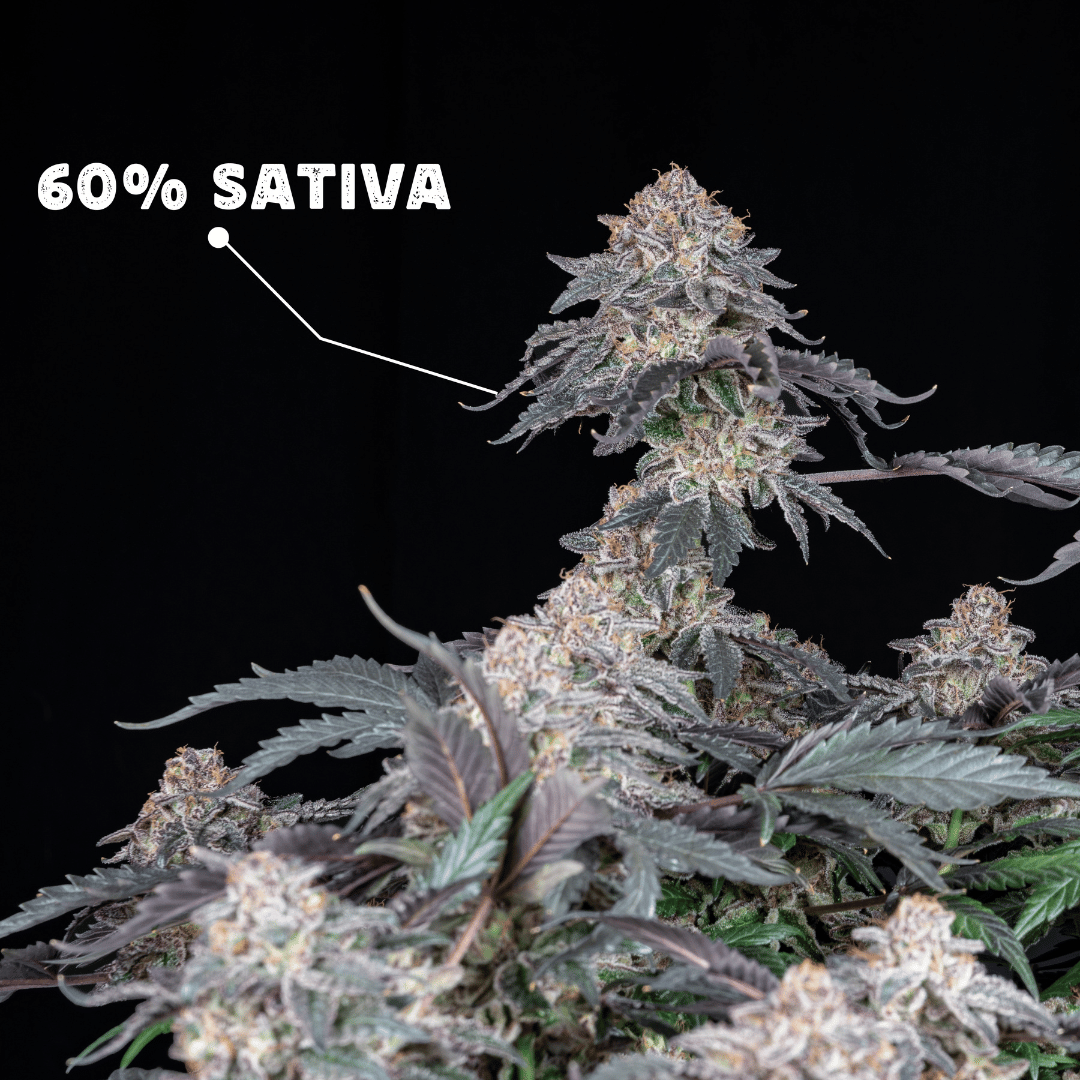 Grape Venom Málaganjah La Fumilia X Black Tuna (4)