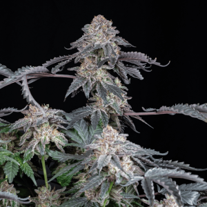 Grape Venom Málaganjah La Fumilia X Black Tuna (5)