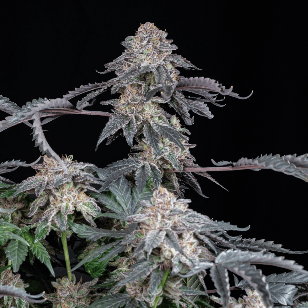 Grape Venom Málaganjah La Fumilia X Black Tuna (5)