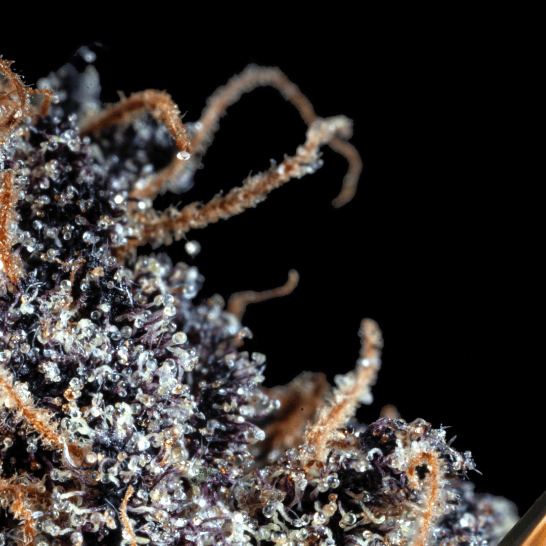 Grape Venom Málaganjah La Fumilia X Black Tuna (6)