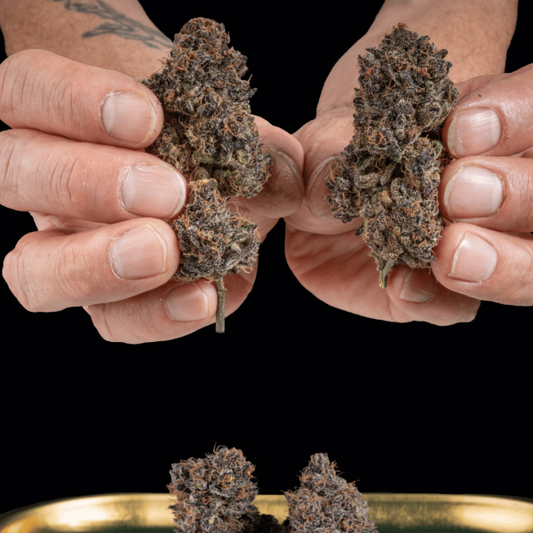 Grape Venom Málaganjah La Fumilia X Black Tuna (7)