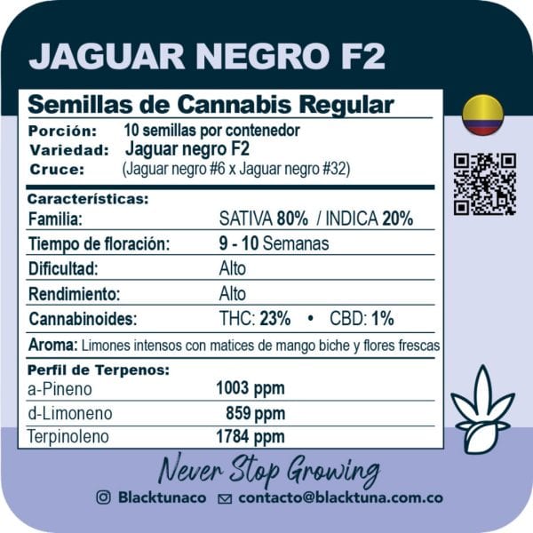 Jaguar Negro F2 - Black Tuna Málaganjah (2)