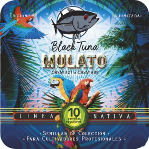 Mulato - Black Tuna Málaganjah (1)
