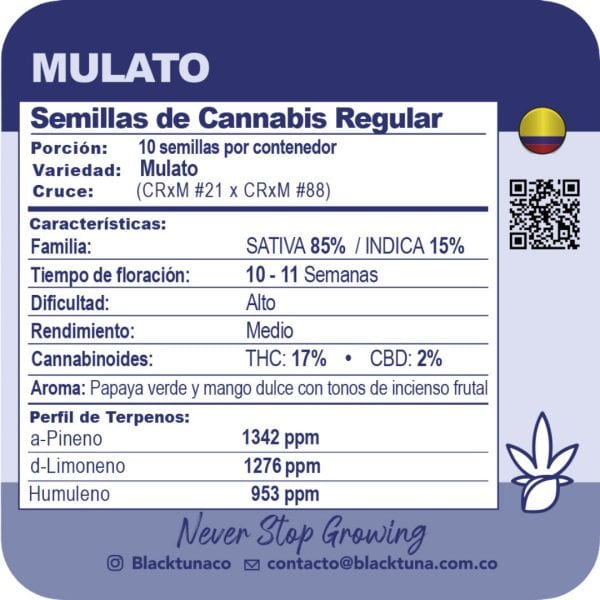 Mulato - Black Tuna Málaganjah (2)
