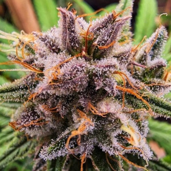 STRAWBERRY COUGH DUTCH PASSION MALAGANJAH (2)